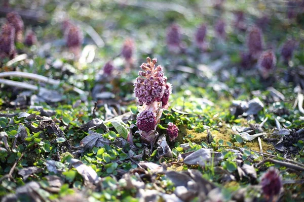 İlkbaharda çiçek açan Butterbur / Şifalı bitki / bahar arka planında