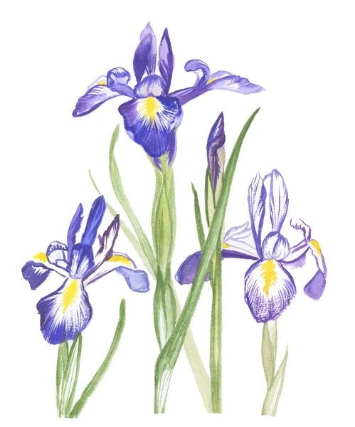 Illustration Aquarelle Dessinée Main Fleurs Iris Bleus Sur Fond Blanc — Photo