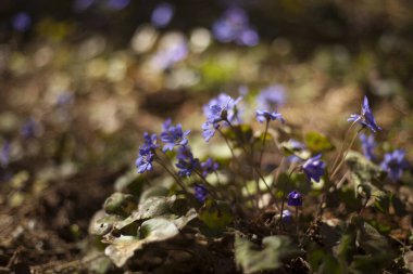 Ormanda kardamlaları coğrafyası, bahar arkaplanı