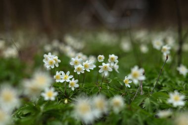 Bahar ormanlarında bisiklet sürmek. Çiçek açan kardamlaları.