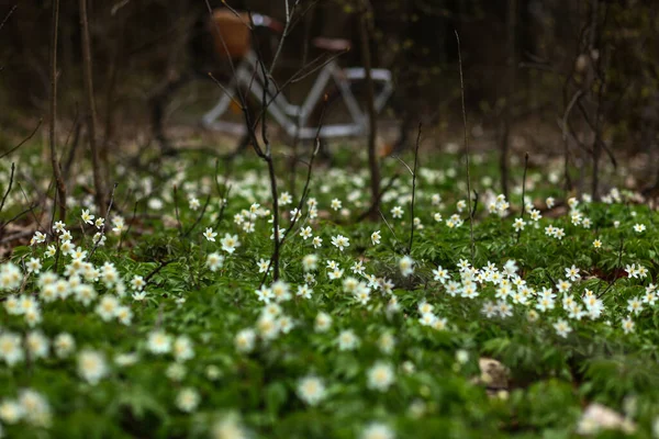 bike ride through the spring forest.blooming snowdrops anemones