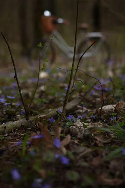 Bahar Ormanlarında Bisiklet Sürmek Çiçek Açan Kardamlaları — Stok fotoğraf