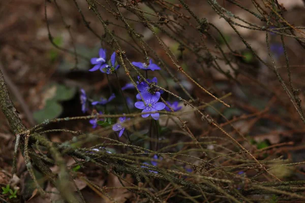 Bike Ride Spring Forest Blooming Snowdrops — Stock Photo, Image