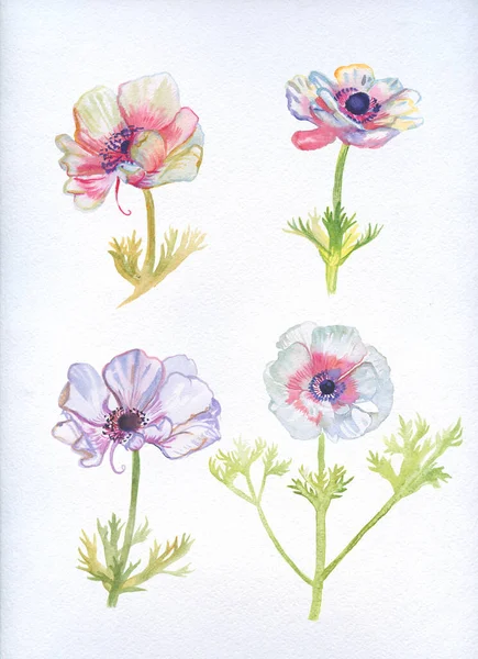 Ręcznie Rysowane Akwarela Zestaw Kwiatów Anemony — Zdjęcie stockowe