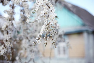 Köy evine karşı kiraz dalları açıyor.