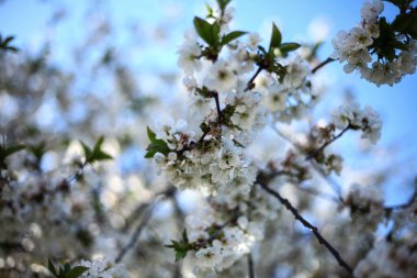 Çiçekli armut dalı, romantik bahar arkaplanı