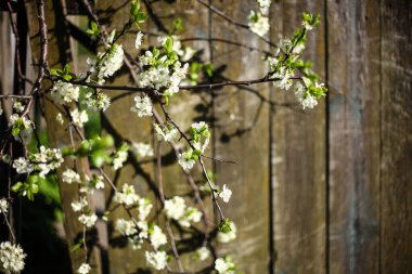 Çiçekli armut dalı, romantik bahar arkaplanı
