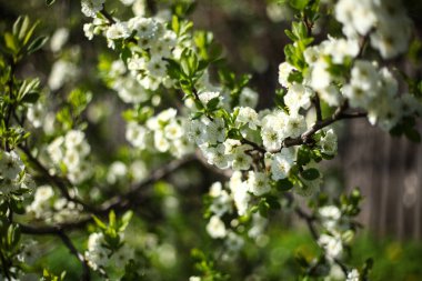 Çiçekli armut dalı, romantik bahar arkaplanı