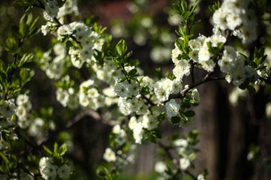 Çiçekli armut dalı, romantik bahar arkaplanı