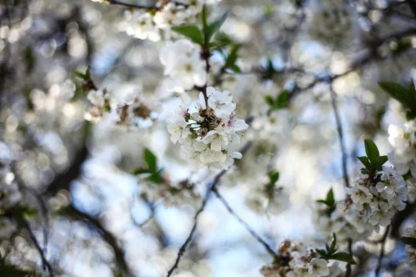 Ramo Pêra Florescente Fundo Primavera Romântico — Fotografia de Stock