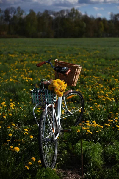 Вінтажний Велосипед Кульбабами Полі Повний Кульбаб — стокове фото