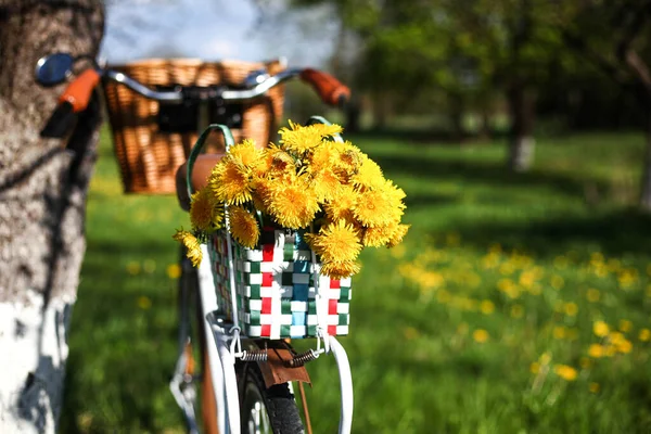 タンポポの多い畑にタンポポのいるヴィンテージバイク — ストック写真