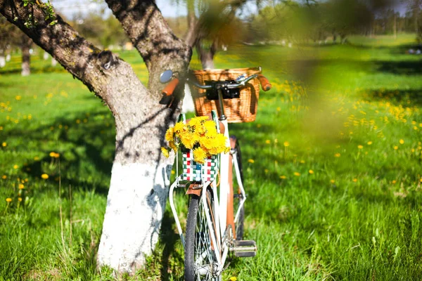 Oldtimer Fahrrad Mit Löwenzahn Auf Dem Feld Voller Löwenzahn — Stockfoto