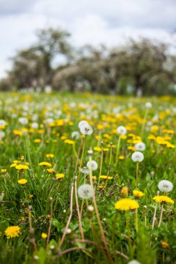 Çiçek açan elma bahçesi, bahar arka planı, romantik bahçe.
