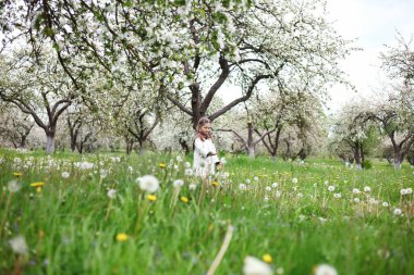 Çiçek açan elma bahçesi, bahar arka planı, romantik bahçe.