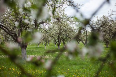 Çiçek açan elma bahçesi, bahar arka planı, romantik bahçe.