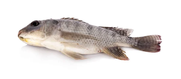 Nile tilapia fish isolated on white background — Stock Photo, Image