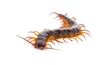 Beyaz arkaplanda kırkayak