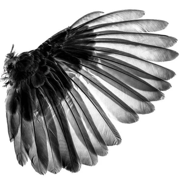 Крылья птиц на белом фоне — стоковое фото