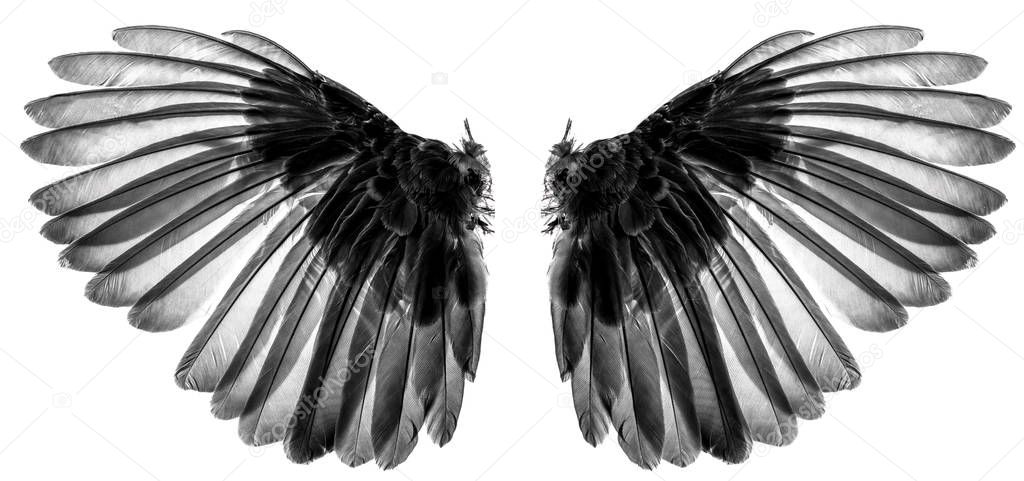 wings of birds on white background