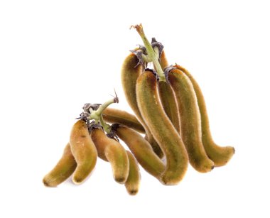 Beyaz zemin üzerinde ısırgan otu kahverengi kapsülleri (Mucuna pruriens).