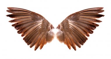 Beyaz arkaplanda kuşların kanatları