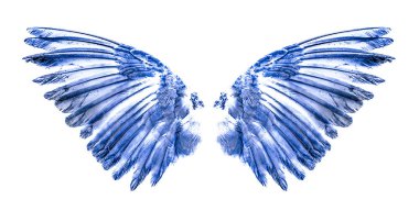 Beyaz arkaplanda kuşların kanatları