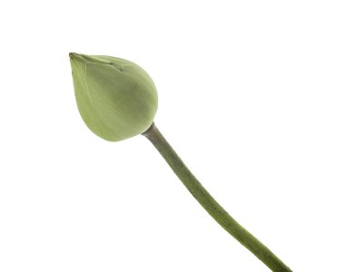 Beyaz bir arka plan üzerinde Lotus loblar