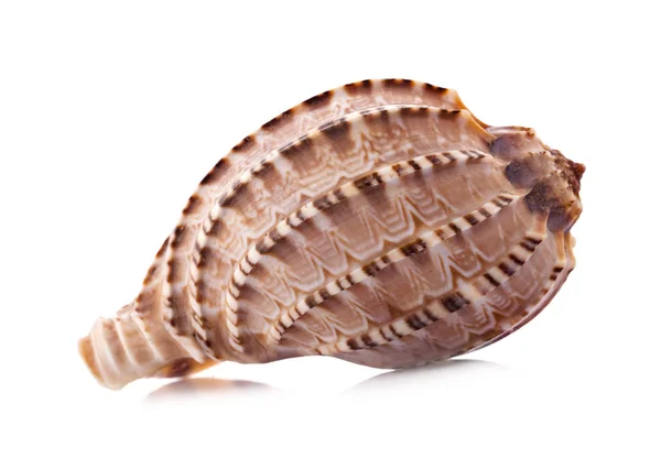 Sea shell an isolated on white background — Stock Photo, Image