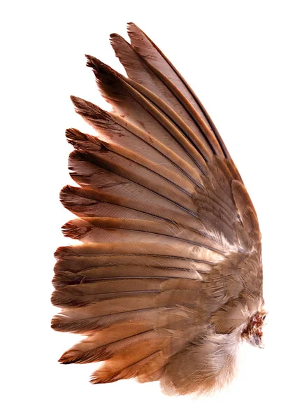 Alas de aves sobre fondo blanco — Foto de Stock