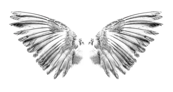Крылья птиц на белом фоне — стоковое фото