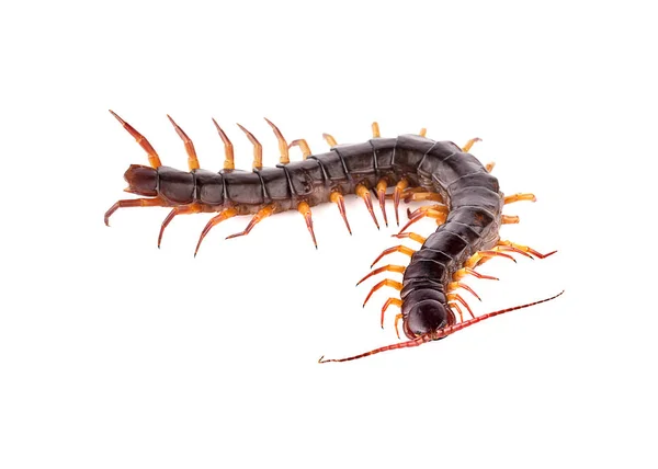 Beyaz arkaplanda kırkayak