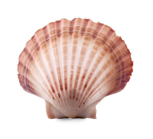 Coquille de mer un isolé sur fond blanc — Photo