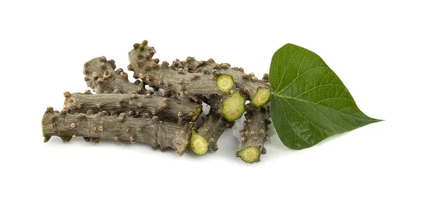 stock image Tinospora cordifolia herb and leaf on white background.