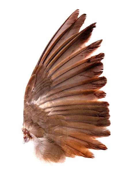 Wings of birds on white background Stock Photo