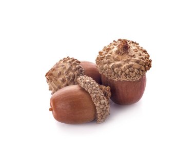 Beyaz arkaplanda meşe palamutları, kapatın