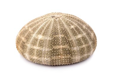 beyaz arkaplanda deniz kabuğu