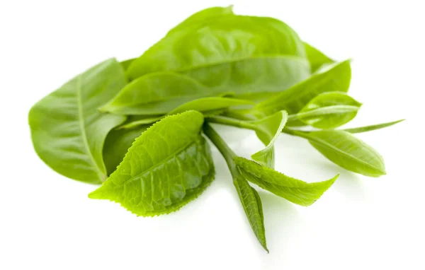 Green tea leaf isolated on white background — Stock Photo, Image