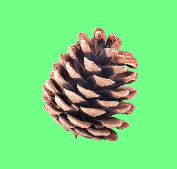 Pine cone isolated on green background — Stock Photo, Image