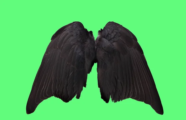 Крылья ангела на зеленом фоне — стоковое фото