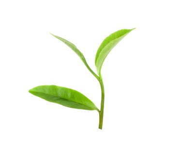 Beyaz arkaplanda yeşil çay yaprağı izole