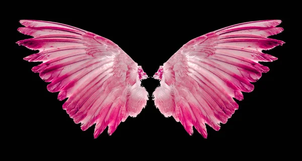 siyah arka plan üzerinde kuşların kanatları