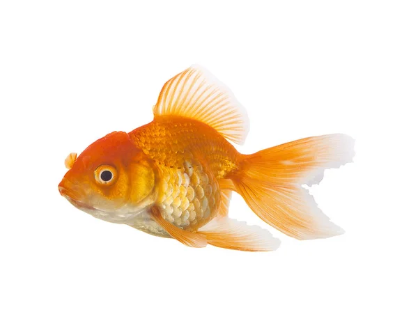 Goldfish on White Background — Stock Photo, Image