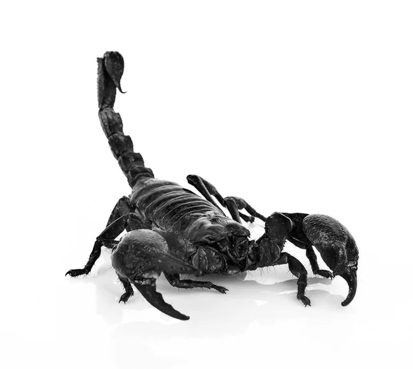 在白色背景上的蝎子 — 图库照片