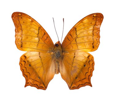 Güzel uçan kelebek, ortak Cruiser (vindula erota) ile 