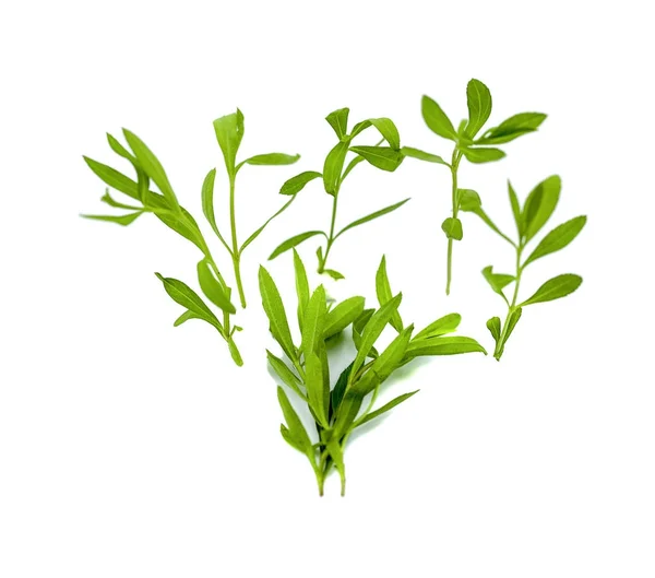 Tarragon (Artemisia dracunculus) beyaz arkaplanda izole edildi — Stok fotoğraf