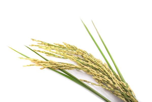 Зеленый шип рис Изолированный на белом фоне — стоковое фото
