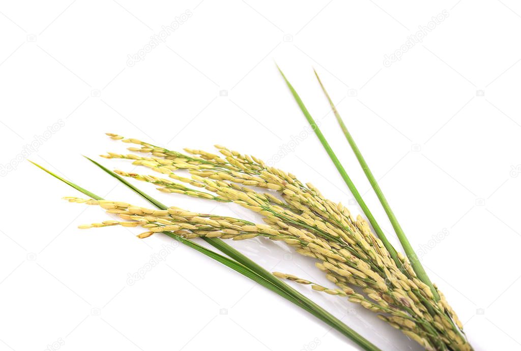 green spike rice Isolated on white Background