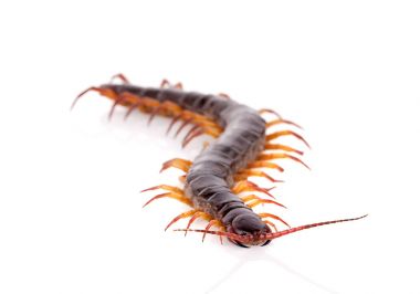 Kırkayak beyaz arkaplanda izole edildi