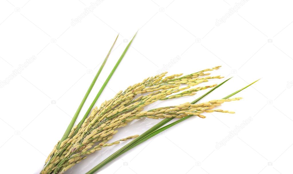 green spike rice Isolated on white Background
